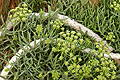 Ancienne cale de Doëlan
Clohars-Carnoët
Finistère sud / Bretagne France cordage bout végétation marine 