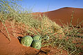 (Acanthosicyos horridus)
Dunes du désert du Namib plante désert survivre eau sécheresse sable dunes concombre animaux manger Namibie Namib adaptation 