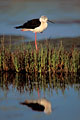  Echasse blanche repos pattes rouge bec limicole marais salants salicorne sel zone humide migrateur oiseau Guérande France Loire-Atlantique 