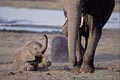 (Loxodonta africana)
Parc National de Chobe / Botswana éléphanteau jeune éléphant Chobe Botswana Afrique mammifère jouer oreilles pieds pattes avant antérieures 