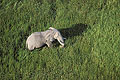 (Loxodonta africana).
Botswana éléphant marais zone humide marcher herbes Botswana mammifère Afrique défense sauvage delta Okavango géant 