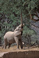  Namib Damaraland éléphant désert population Namibie recherche mange accacias rivières asséchées Huab relique fragile Afrique mammifère chaleur menace isolé Loxodonta africana 