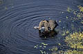 (Loxodonta africana).
Delta de l'Okavango / Botswana.
Saison des pluies. Afrique paysage animal éléphant solitaire mâle Delta Okavango mammifère écologiqe environnement rivière désert Kalahari Botswana eau douce saison Afrique Loxodonta africana rides ronds photo hélicoptère 