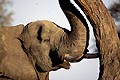 (Loxodonta africana) Loxodonta africana Afrique africain animal trompe outil défense ivoire mammifère trompe éléphant mâle arbre acacia secouer manger tronc Botswana delta brousse savana Okavango 