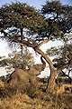 (Loxodonta africana) Loxodonta africana Afrique éléphant africain animal mammifère défense trompe arbre acacia secouer ivoire défense outil nourriture fruit gousse savane nourrir Botswana delta Okavango 