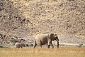 Dans une plaine herbacée du Damaraland, en pleine chaleur.
Population relictuelle chaleur plaine Damaraland éléphant désert femelle jeune population sécheresse soif arbres ombre 