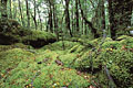Tapis de mousses.
Région classée Patrimoine Mondial de l'Humanité par l'UNESCO. patrimoine mondial humanité forêt primitive pluviale pluie 