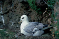 Pétrel fulmar ou Fulmar glacial sur son nid avec son poussin.
(Fulmarus glacialis)
 Fulmar glacial 
oiseau
 falaise 
mer 
pétrel 
Bretagne 
côtes 
littoral
 océan 
Atlantique 