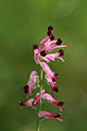 (Fumaria officinalis) Fumaria officinalis fumeterre officinale fleur scrofulariacée plante végétation végétal prairie France campagne printemps 