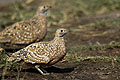 (Pterocles burchelli) Pterocles burchelli oiseau Afrique australe sol ganga désert 