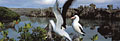 (panoramique X-pan) Sula dactylatra granti Galapagos île Genovesa mangrove rouge fou masqué couple niche marée 