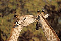 (Giraffa camelopardalis)
Delta Okavango / Botswana Afrique mammifère girafe haute animal oreilles dents cornes cou long bisou embrasser épouiller nettoyer 