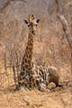 (Giraffa camelopardalis) girafe couchée position ombre reposer repos savane Afrique mammifère 
