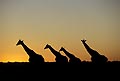 (Giraffa camelopardalis) Giraffa camelopardalis girafe silhouettes soleil soir savane brousse Afrique ambiance mammifère animal sauvage Botswana delta Okavango 