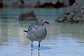 (Larus fuliginosus).
Espèce Endémique des Galapagos.
Equateur
 mouette laves Goéland laridé île oiseau plumes bec archipel Pacifique espèce endémique rare 