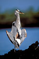  Grand héron bleu bain soleil aile déployer Galapagos oiseau archipel américain 