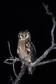 (Bubo lacteus) Bubo lacteus grand duc verreaux oiseau hibou nuit prédateur nocturne plumes savana Afrique 