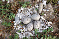 (Charadrius hiaticula). Espèce menacée  en France.
Photo prise dans une réserve avec autorisation. nid grand gravelot  Charadrius hiaticula menacé espèce littoral réserve oeufs nid sable dune 