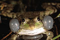 (Rana ridibunda). Mâle
Le chant est amplifié par les deux sacs vocaux. grenouille rieuse mâle appel chant nocturne nuit mare amphibien anoure Rana ridibunda France 