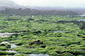  brume grève Iroise météo Bretagne algues entéromorphes vertes Finistère paysage littoral 