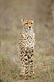 (Acinonyx jubatus) Acinonyx jubatus félin guépard taches aguets Afrique course brousse savane rapide chasser 