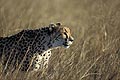 (Acinonyx jubatus) Acinonyx jubatus Afrique guépard femelle herbes Delta Okavango Botswana faune mammifère marcher chasser savane brousse prédateur tête voir 