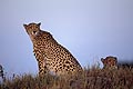 (Acinonyx jubatus) Acinonyx jubatus femelle guépard félin tacheté espèce menacée danger véloce attention jeune fragile prédateur gracieux Afrique mammifère mère Okavango Delta Botswana 