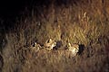 (Acinonyx jubatus)
Image rare d'une femelle et ses jeunes passant la nuit, dissimulés dans les grandes herbes. Le risque d'une mauvaise rencontre avec un grand prédateur, lion ou hyène par exemple, est bien réel. La femelle veille sur ses petits...

(Lumière amplifiée pour la photo, le phare n'éclaire pas directement pour éviter la perte de la vision nocturne) Acinonyx jubatus femelle guépard félin tacheté jeunes bébé dormir danger savane brousse Afrique nuit prédateur nocturne Botswana delta Okavango 