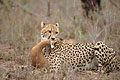 (Acinonyx jubatus) Acinonyx jubatus guépard  félin mammifère Afrique manger prédateur steenbok savane antilope proie attraper nourrir 