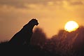 (Acinonyx jubatus)
Nord Delta Okavango / Botswana Acinonyx jubatus guépard femelle félin tacheté prédateur soleil savane Afrique espèce menacée danger observer nuit silouhette Botswana 