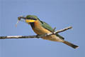 (Merops pusillus).
Delta de l'Okavango / Botswana Afrique oiseau guépier capture insecte libellule coloré 