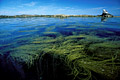  algues haricot mer Himanthale elongata marée basse Iroise 