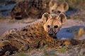 (Crocuta crocuta) Crocuta crocuta jeune hyène tachetée prédateur Afrique savane brousse mammifère canidé regarder repos terrier Botswana delta Okavango 