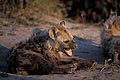 (Crocuta crocuta) Crocuta crocuta jeune hyène grimace gueule ouvrir tachetée prédateur Afrique savane brousse mammifère canidé regarder repos terrier Botswana delta Okavango 
