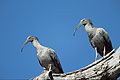 (Harpiprion caerulescens) Pantanal ibis oiseau chant cri zone humide Amérique sud Brésil 