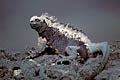 Iguane marin. 
Endémique de l'archipel, et pour cette sous-espèce, de l'île Isabela
Amblyrhynchus cristatus albemarlensis. Iguane marin endémique Darwin évolution Galapagos espèce sous-espèce reptile préhistoire Amblyrhynchus cristatus albemarlensis 