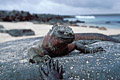 Espanola Island iguane marin Galapagos thermorégulation reptile rocher Espanola mer froid température ambiante air 