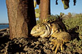 (Conolophus subcristatus) Conolophus subcristatus Iguane terrestre île South Plaza Galapagos endémique reptile 