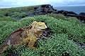 (Conolophus subcristatus) iguane terrestre île Plaza Galapagos endémique archipel Pacifique océan mer reptile lézard peau écailles préhistorique pattes griffes falaise Conolophus subcristatus 