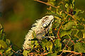 (Iguana iguana) reptile iguane vert arboricole grimper végétation arbres branches 