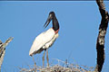 (Jabiru mycteria)
Emblème du Pantanal Jabiru, oiseau, emblème, Pantanal, zone, humide, Brésil, nid, énorme, niche,r arbre, 