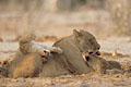 (Panthera leo) Afrique félin big five lionceau jouer mammifère soins 