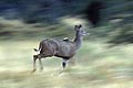 (Tragelaphus strepsiceros) Tragelaphus strepsiceros Afrique mammifère Botswana Okavango delta brousse courir course echaper proie sauvage 