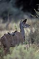 (Tragelaphus strepsiceros) Tragelaphus strepsiceros bovidé Afrique mammifère antilope brousse femelle 