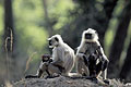 (Semnopithecus entellus) Semnopithecus entellus singe Inde mammifère famille homme humain face relation hanuman langur comportement forêt parc national Bandhavgarh 