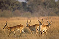 (Kobus leche)
Delta Okavango / Botswana Afrique delta Okavango mammifères antilopes cobes lechwe eau zone humide mâle célibataire cornes 