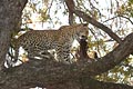  léopard mammifère Afrique Botswana Okavango prédateur manger arbre félin 