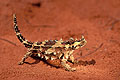 (Moloch horridus)
Désert du centre / Territoire du nord Moloch horridus lézard horrible diable sable rouge désert Australien cornu reptile épines peau milieu camouflage 