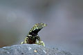 (Microlophus delanonis)
Endémique Microlophus delanonis lézard lave reptile Espanola Galapagos île endémique 