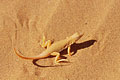 (Apaurosaura anchieta) Apaurosaura anchieta lézard sable dunes désert Namib Namibie Afrique lutte chaleur température adaptation reptile 
